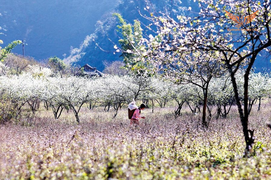 Hai Phong To Moc Chau Private Car - Vietnam Private Car5 Hai Phong To Moc Chau On Car - Vietnam Private Car
